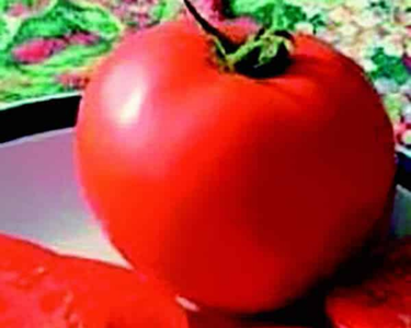 Legend Tomato Seeds